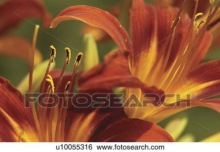 Red yellow lillies View Large Photo Image Stock Photograph - Red yellow lillies. Fotosearch