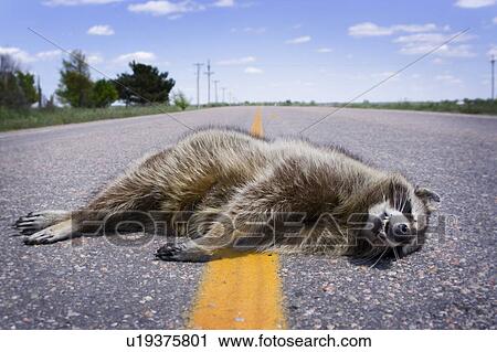 Stock Image - Road kill. Fotosearch