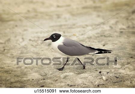 Stock Image - Seagull on beach. Fotosearch