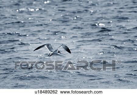 Stock Image - Seagull. Fotosearch