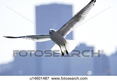 Stock Photo - Seagull. Fotosearch