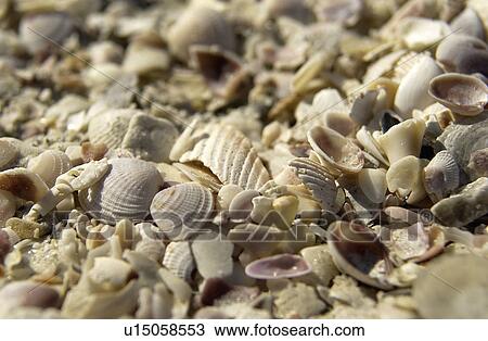 Stock Image - Seashells. Fotosearch