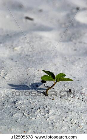 Stock Photo - Seedling growing in sand. Fotosearch