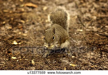 Stock Photo - Squirrel with nut. Fotosearch