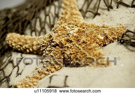 Stock Photo - Starfish in the sand. Fotosearch