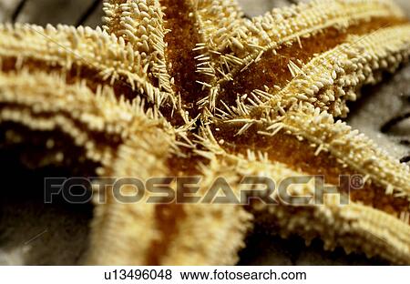 Starfish on the dock View Large Photo Image Stock Photo - Starfish on the dock. Fotosearch