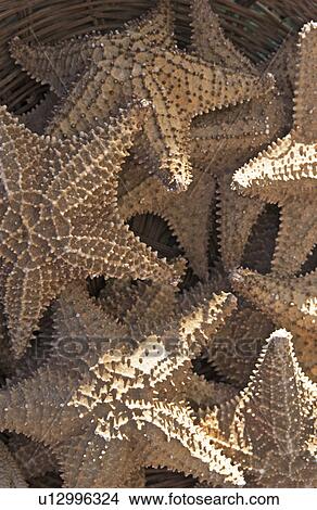 Starfish View Large Photo Image Picture - Starfish. Fotosearch