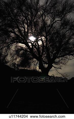 Picture - Tree at nightfall. Fotosearch