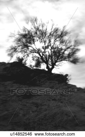Stock Photograph - Tree at nightfall. Fotosearch