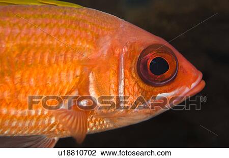 Stock Image - Tropical fish. Fotosearch