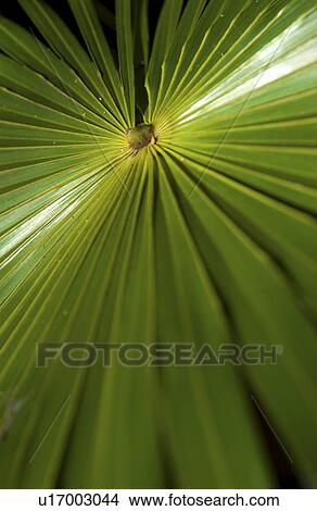 Picture - Tropical plant. Fotosearch