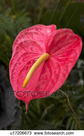 Stock Image - Tropical plant. Fotosearch