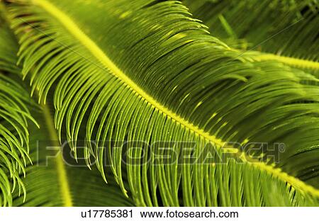 Stock Image - Tropical plant. Fotosearch