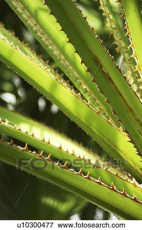 Tropical plant View Large Photo Image Stock Photo - Tropical plant. Fotosearch