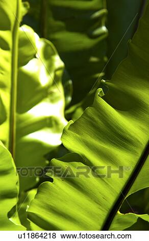 Stock Photo - Tropical plant. Fotosearch
