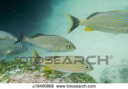 Stock Photo - Tropical saltwater fish. Fotosearch