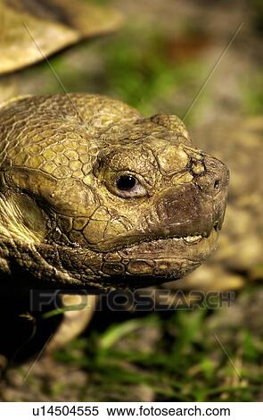 Stock Photography - Turtle head. Fotosearch