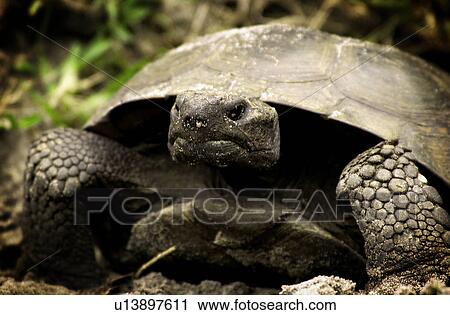 Turtle View Large Photo Image Stock Image - Turtle. Fotosearch