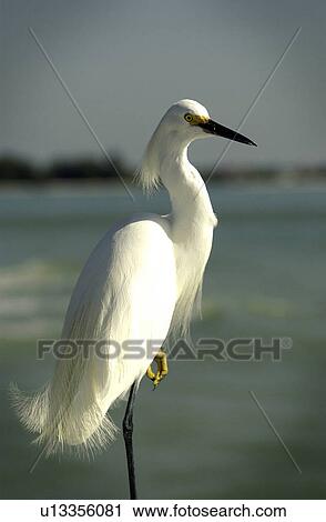 White egret standing on one leg View Large Photo Image Stock Image - White egret standing on one leg. Fotosearch
