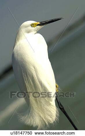 Stock Image - White Egret standing on one leg. Fotosearch