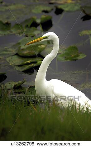 White egret View Large Photo Image Stock Photography - White egret. Fotosearch