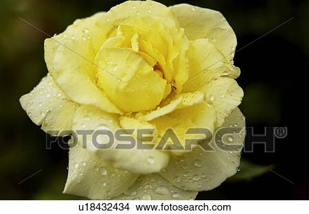 Yellow rose View Large Photo Image Picture - Yellow rose. Fotosearch