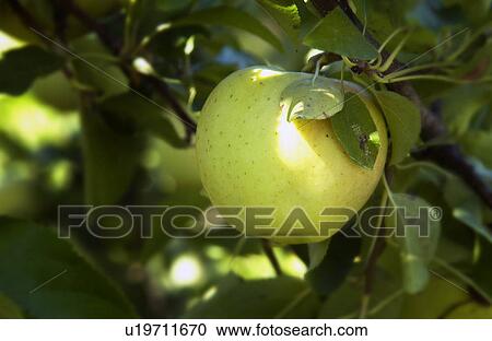 Stock Image - Apples on a tree. Fotosearch