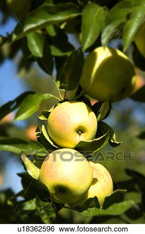 Stock Photograph - Apples on a tree. Fotosearch