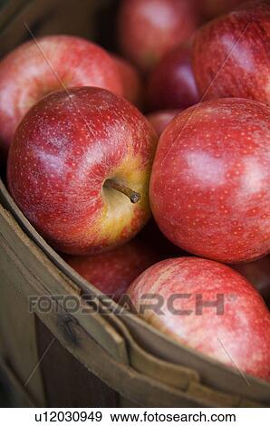 Stock Photo - Bushel of apples. Fotosearch