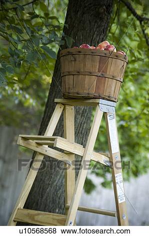 Stock Photo - Bushel of apples under tree on ladder. Fotosearch