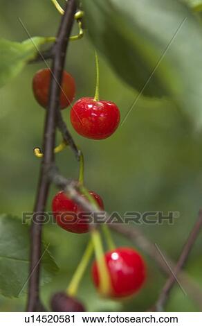 Stock Image - Cherries on a tree. Fotosearch