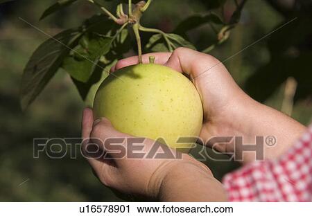 Childs Hands Picking Apple View Large Photo Image Stock Image - Childs Hands Picking Apple. Fotosearch