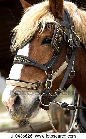 Stock Photograph - Clydesdale with pulling harness. Fotosearch