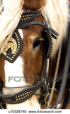 Stock Photography - Clydesdale with pulling harness. Fotosearch