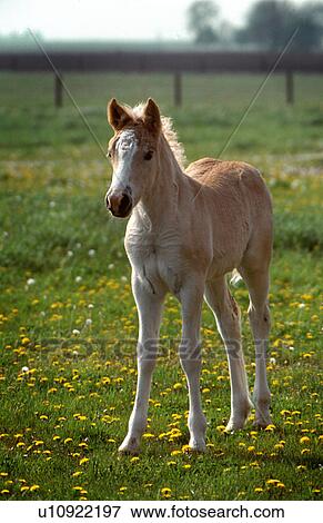Stock Photo - Colt standing in field. Fotosearch