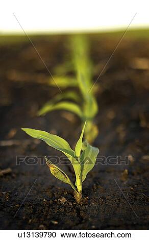 Corn growing in field View Large Photo Image Stock Image - Corn growing in field. Fotosearch