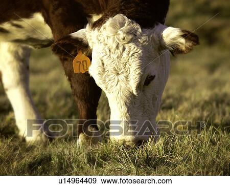 Cow grazing in field View Large Photo Image Stock Photo - Cow grazing in field. Fotosearch