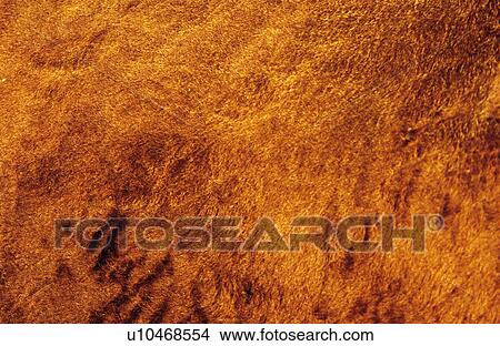 Cow skin texture View Large Photo Image Picture - Cow skin texture. Fotosearch