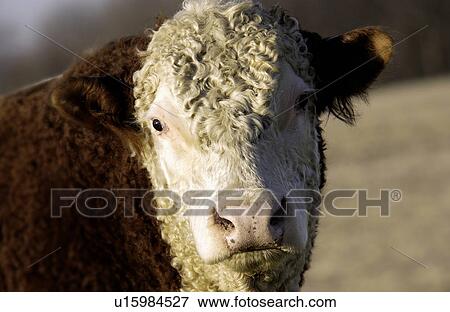 Stock Photo - Cow with head facing forward. Fotosearch
