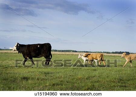 Cows in field View Large Photo Image Stock Image - Cows in field. Fotosearch