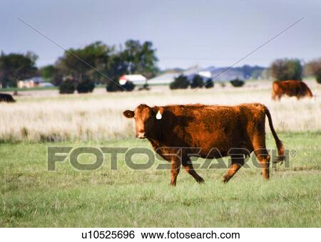 Cows in field View Large Photo Image Stock Photograph - Cows in field. Fotosearch