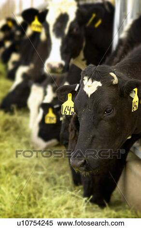 Dairy cows eating View Large Photo Image Stock Photography - Dairy cows eating. Fotosearch