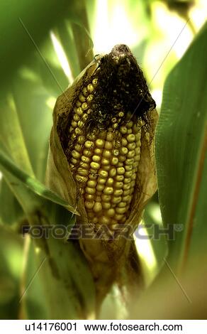 Ear of corn on the stalk in the field View Large Photo Image Stock Image - Ear of corn on the stalk in the field. Fotosearch
