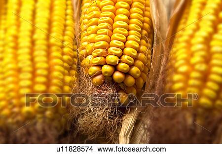 Picture - Field corn. Fotosearch