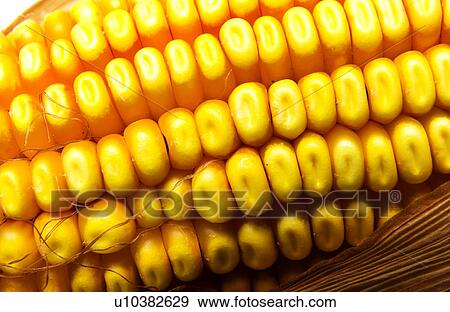 Field corn View Large Photo Image Stock Photo - Field corn. Fotosearch