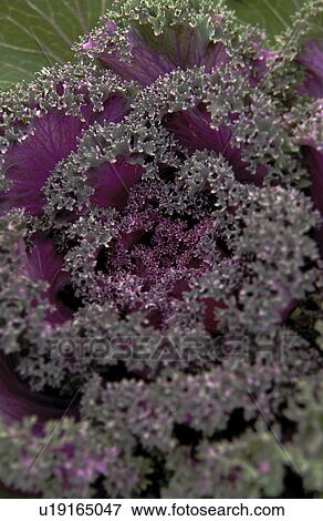 Head of purple cabbage View Large Photo Image Stock Photo - Head of purple cabbage. Fotosearch