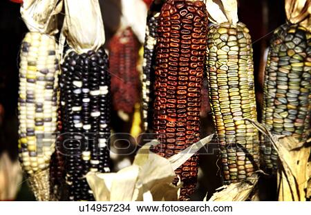 Indian corn View Large Photo Image Picture - Indian corn. Fotosearch