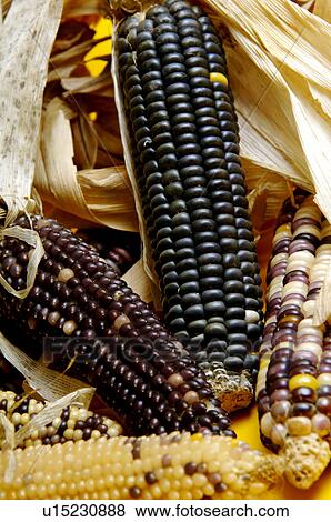 Indian corn View Large Photo Image Stock Photo - Indian corn. Fotosearch