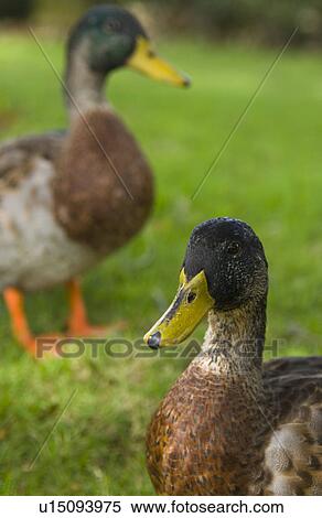 Stock Photography - Mallard ducks. Fotosearch