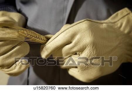 Stock Image - Man holding a stalk of wheat. Fotosearch